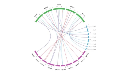 Circos Collinearity Chord Diagram